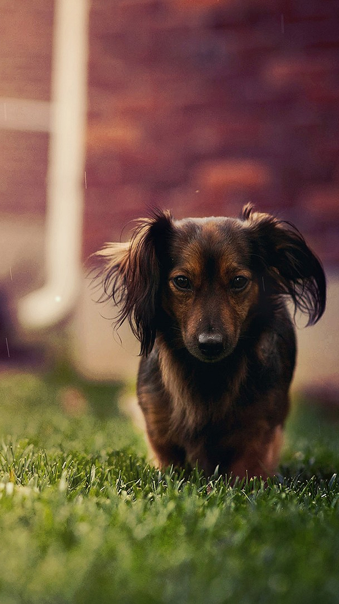 Dark Brown Dog - Dark Wallpapers Of Dog - HD Wallpaper 