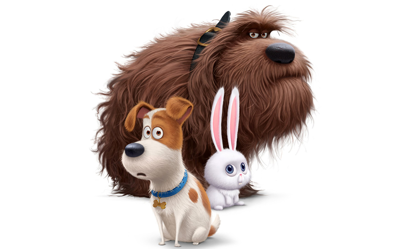 Secret Life Of Pets Hd - HD Wallpaper 
