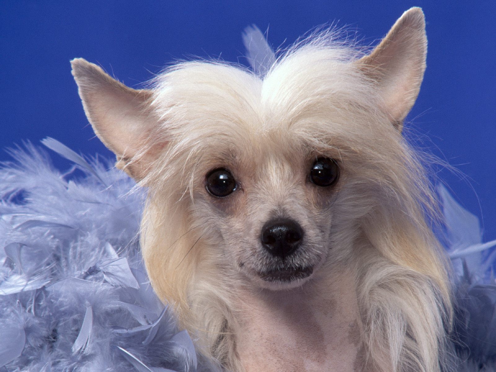 Pyramid Chinese Crested Dog - Chinese Crested Dog - HD Wallpaper 