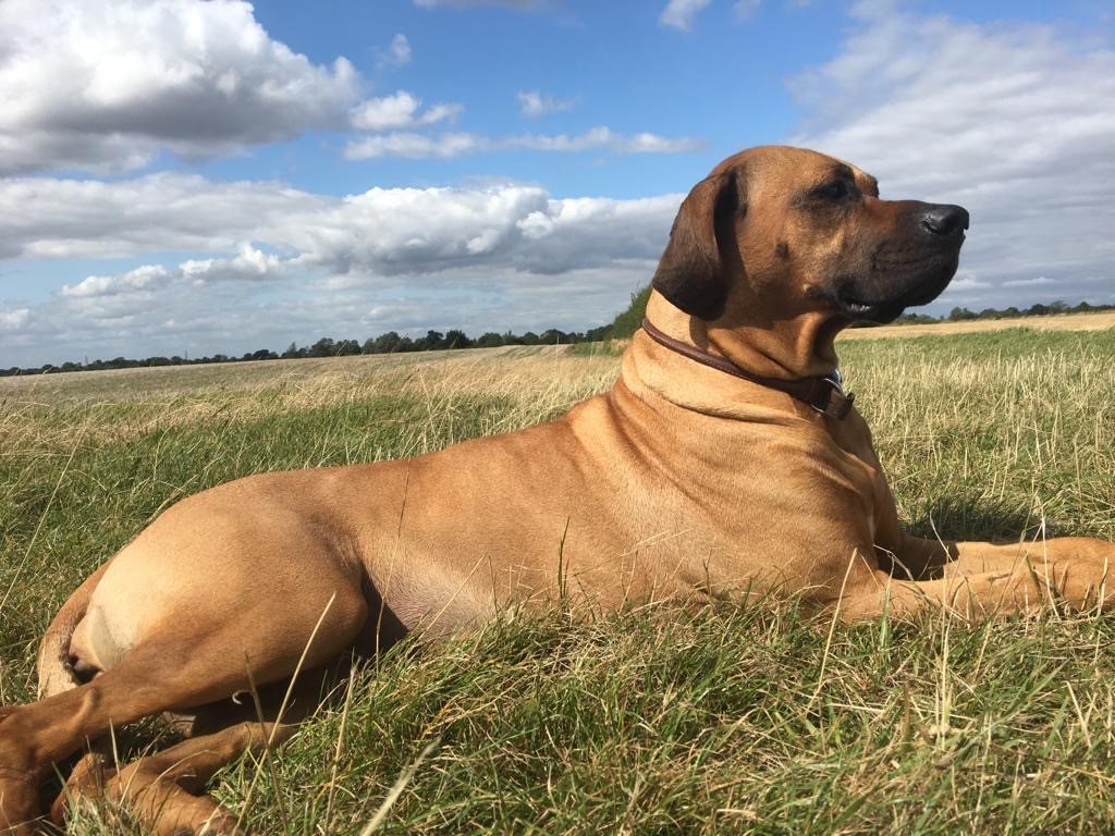 Diamond Dogs Walking & Training Services Profile Image - Tosa - HD Wallpaper 