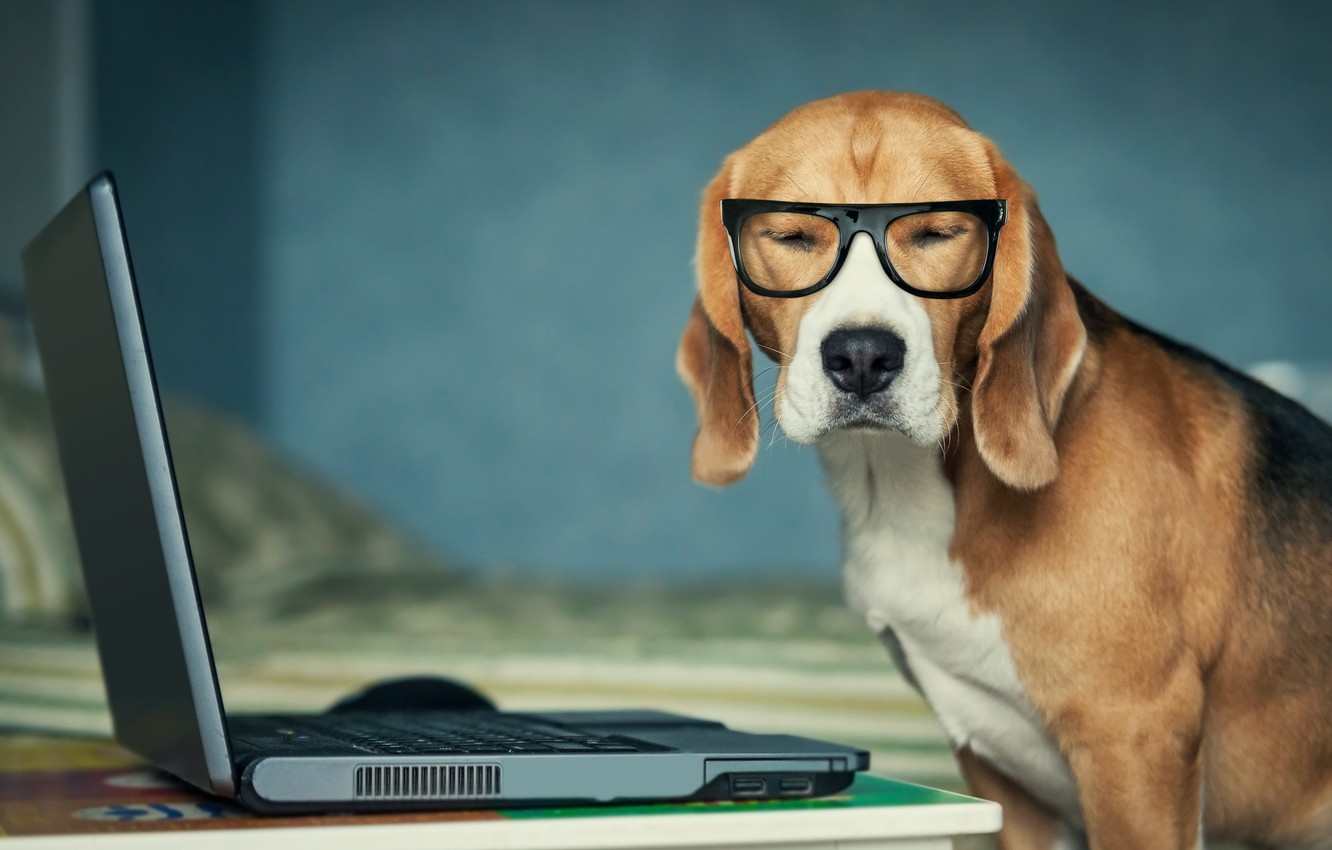 Photo Wallpaper Dog, Glasses, Laptop - Office Dog - HD Wallpaper 