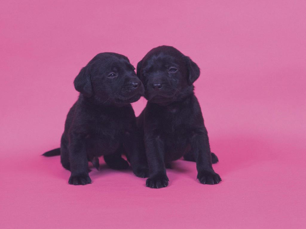Black Cute Dog Animals Wallpapers - Cute Black Labrador Puppies - HD Wallpaper 