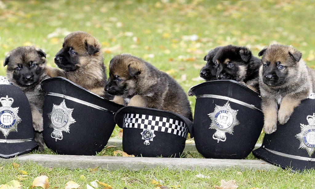 Fluffy German Shepherd Puppies - HD Wallpaper 