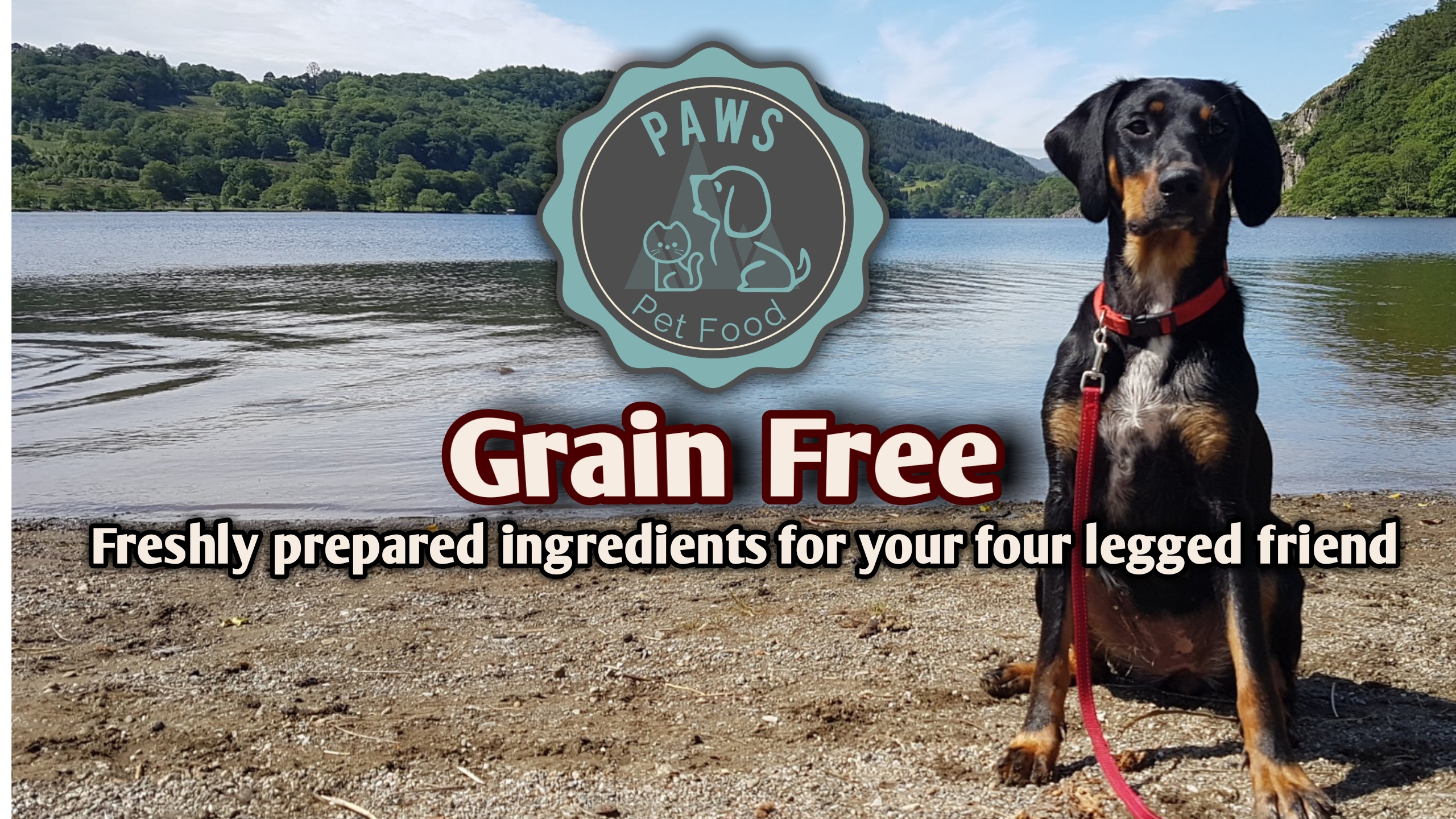 Missy Loves Her Freshly Prepared Grain Free Dog Food - Dobermann - HD Wallpaper 