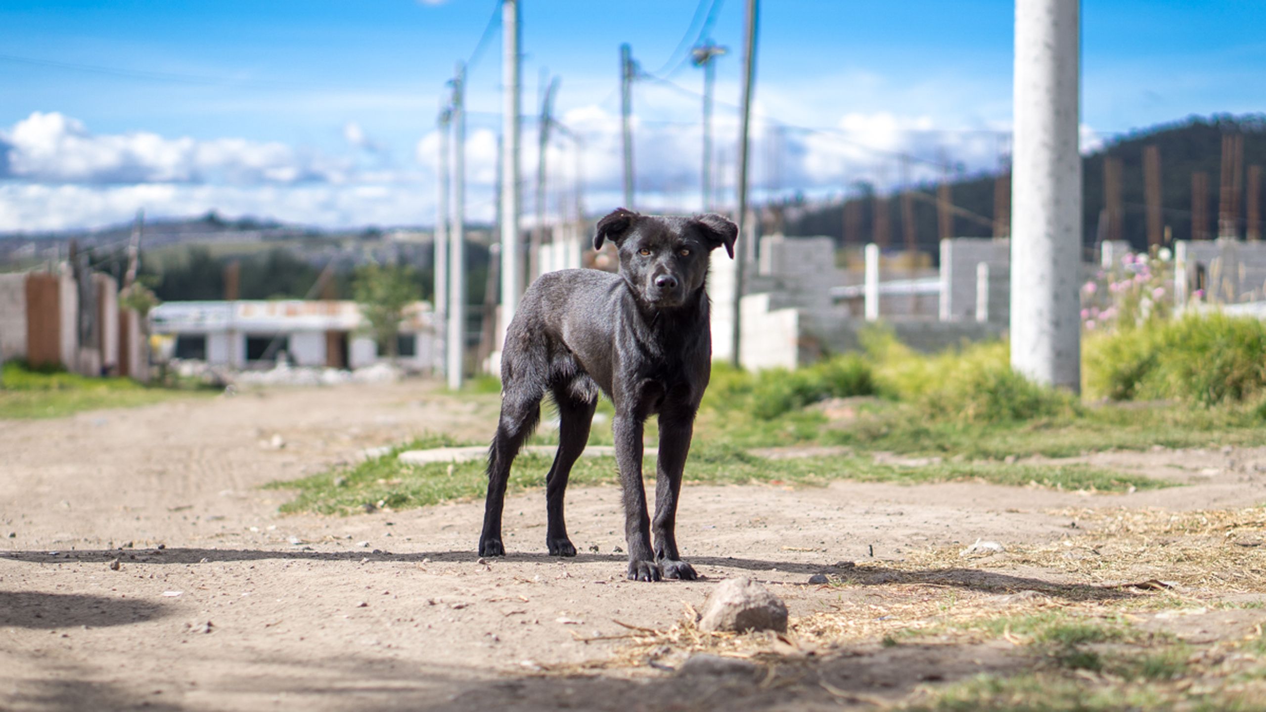 Street Dog - HD Wallpaper 