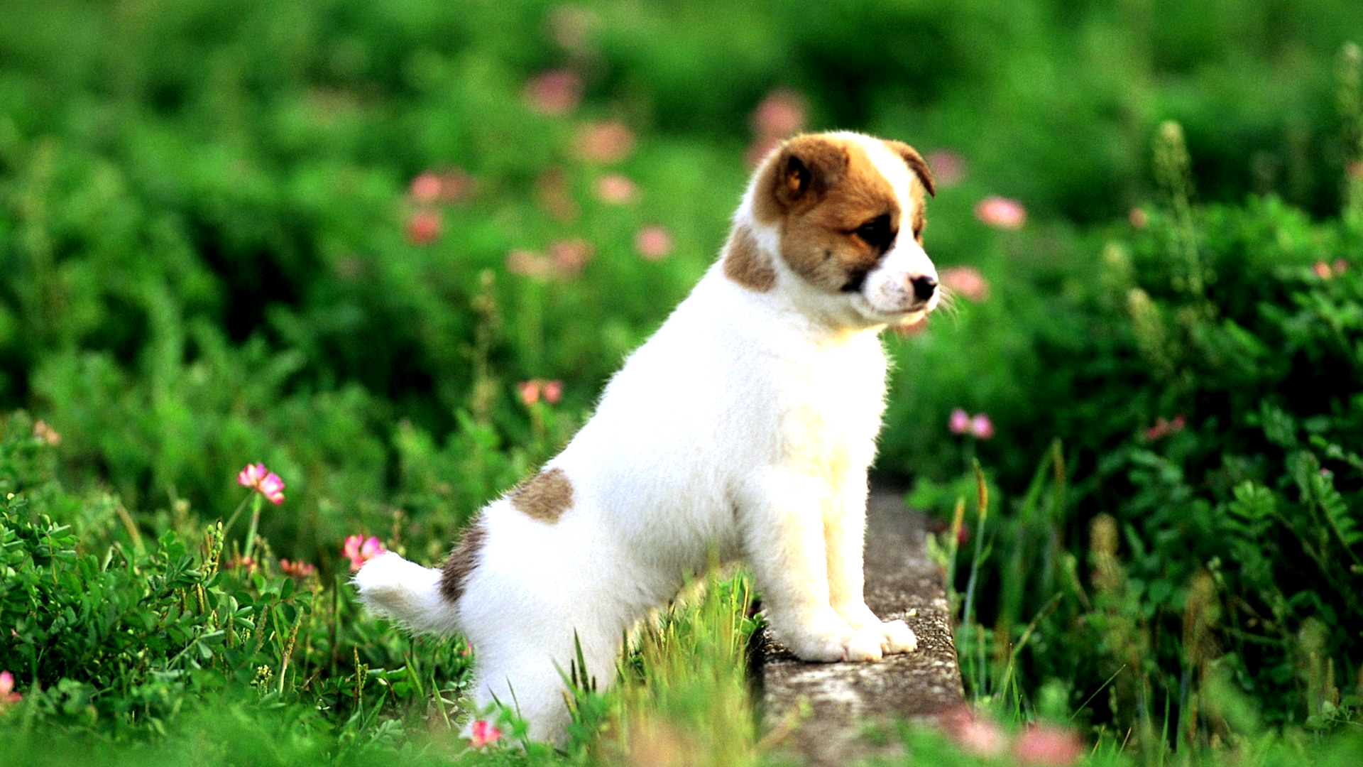 Puppy Wallpaper - HD Wallpaper 