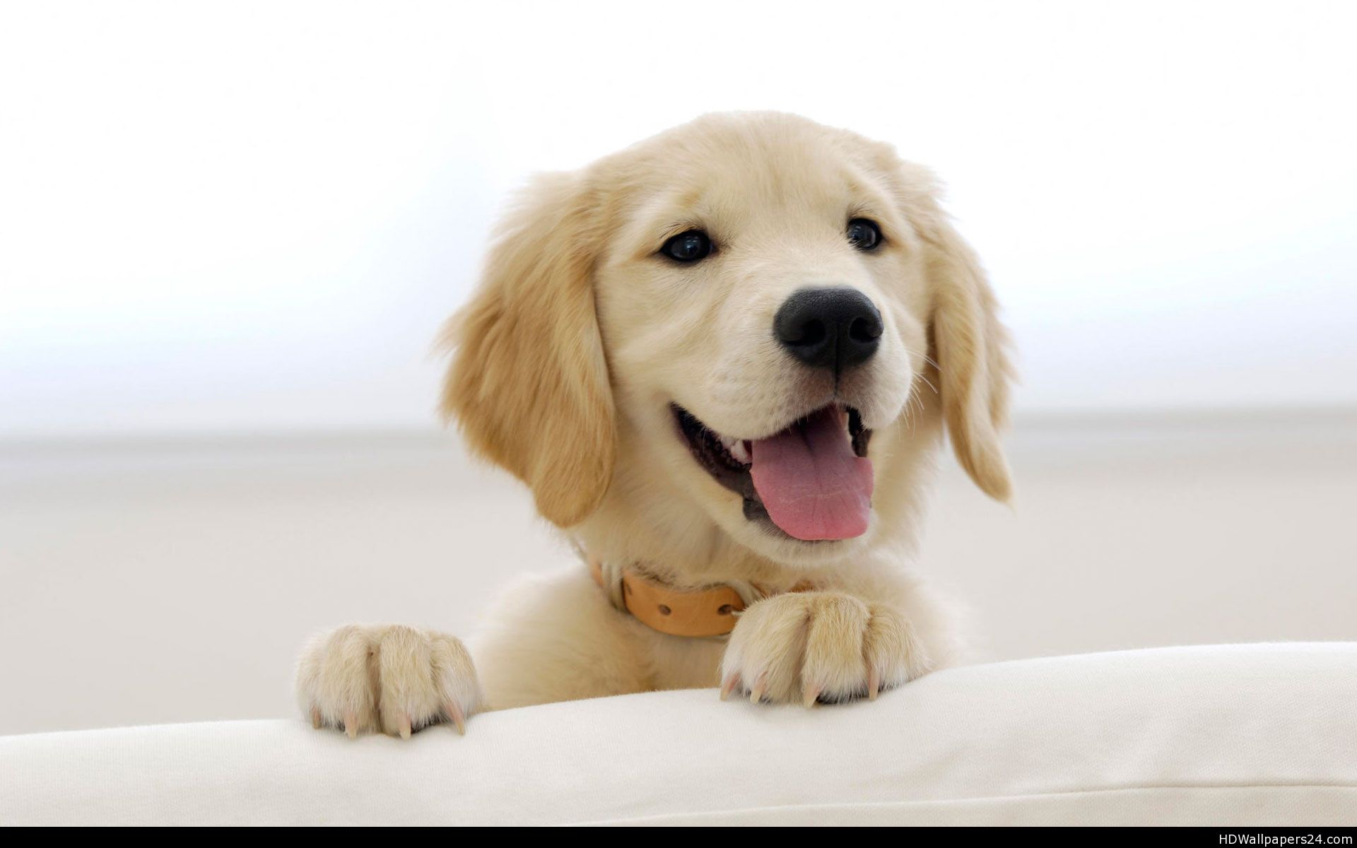 Golden Retriever Wallpaper Hd - HD Wallpaper 