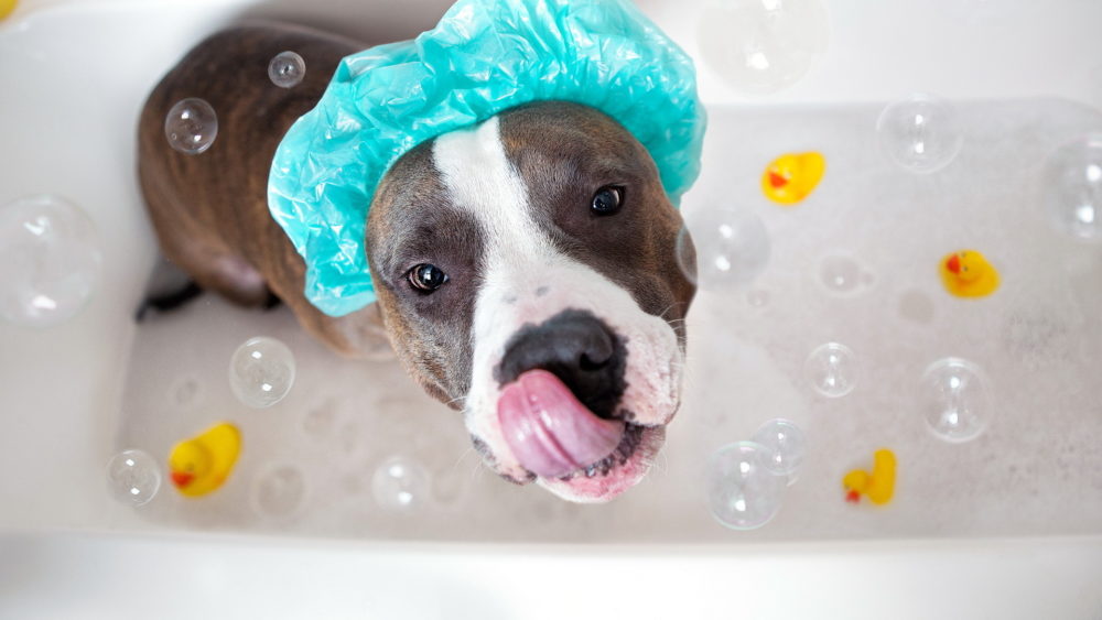 Dog Bath - HD Wallpaper 