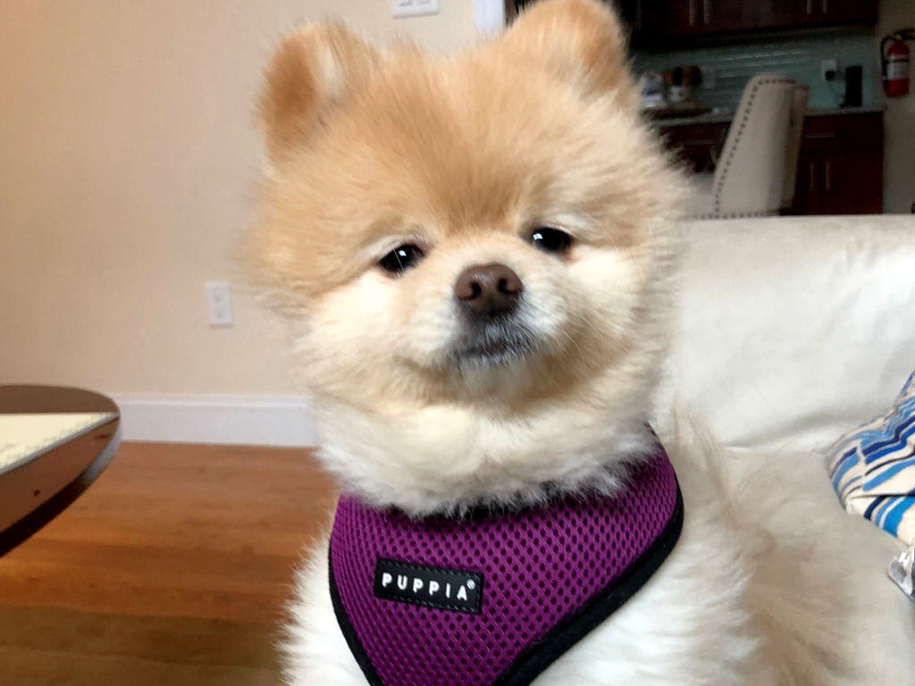 Pomeranian Moves From Us To England - Companion Dog - HD Wallpaper 