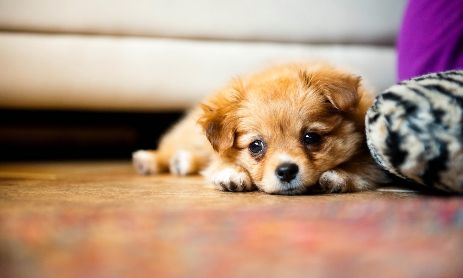 Cute Puppies Wallpapers Free Download - Cute Wallpaper Tiny Puppy - HD Wallpaper 