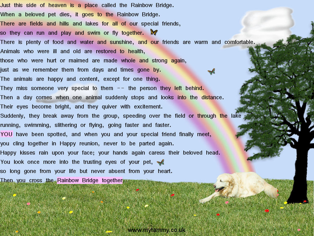 Golden Retriever Rainbow Bridge - HD Wallpaper 