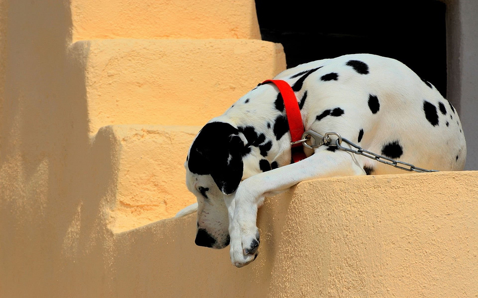 Dalmatian Dog - HD Wallpaper 