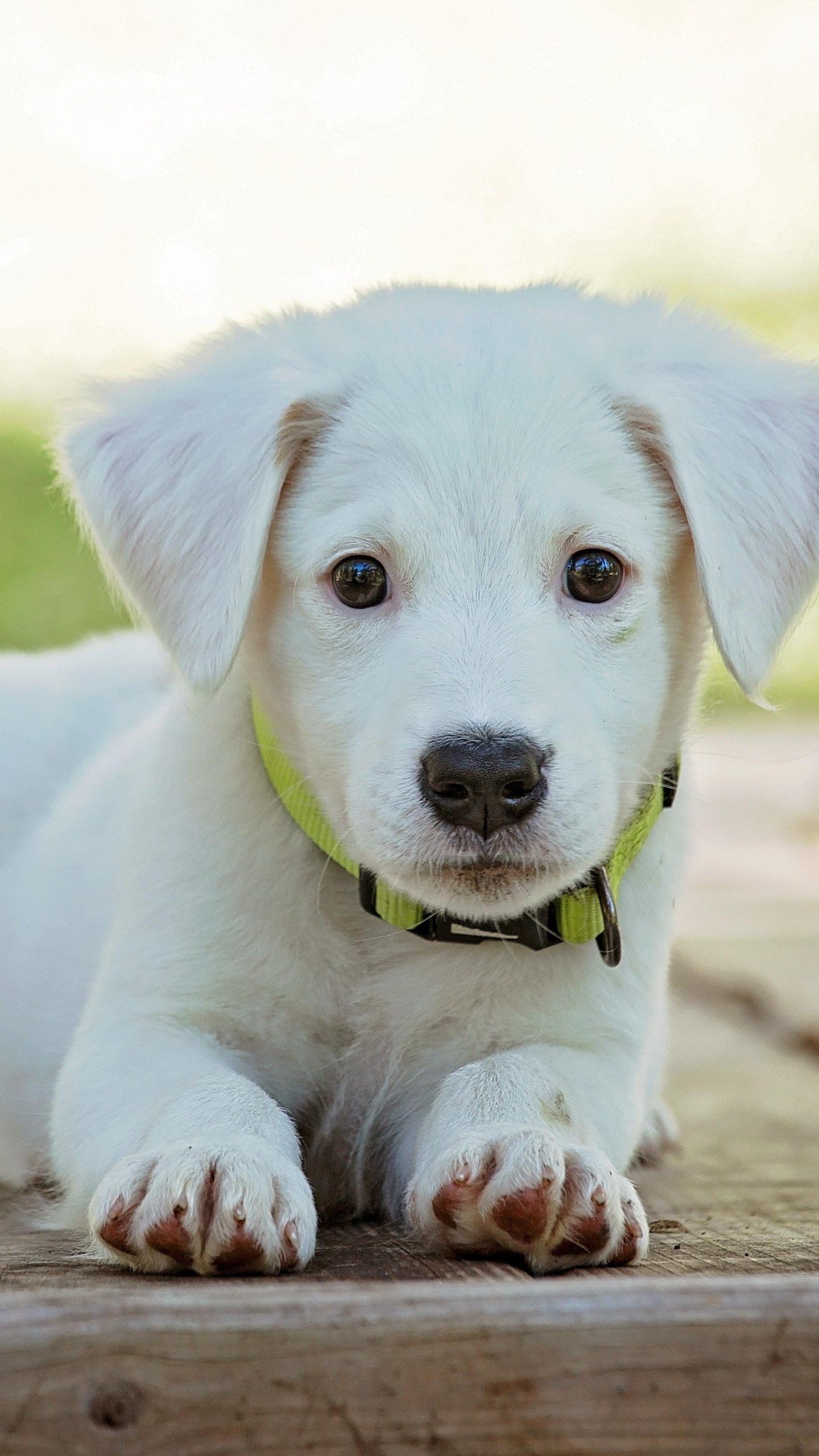 Dog Wallpaper For Android - 1440x2560 Wallpaper - teahub.io