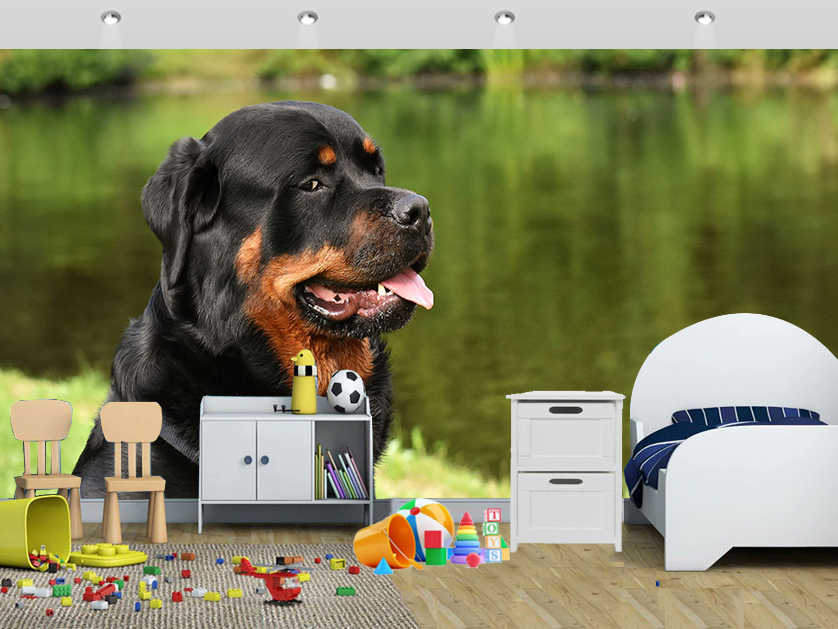 Dogs Wall Mural With Big Black Dog Wallpaper Kids - Dogs That Dont Shed Bad - HD Wallpaper 