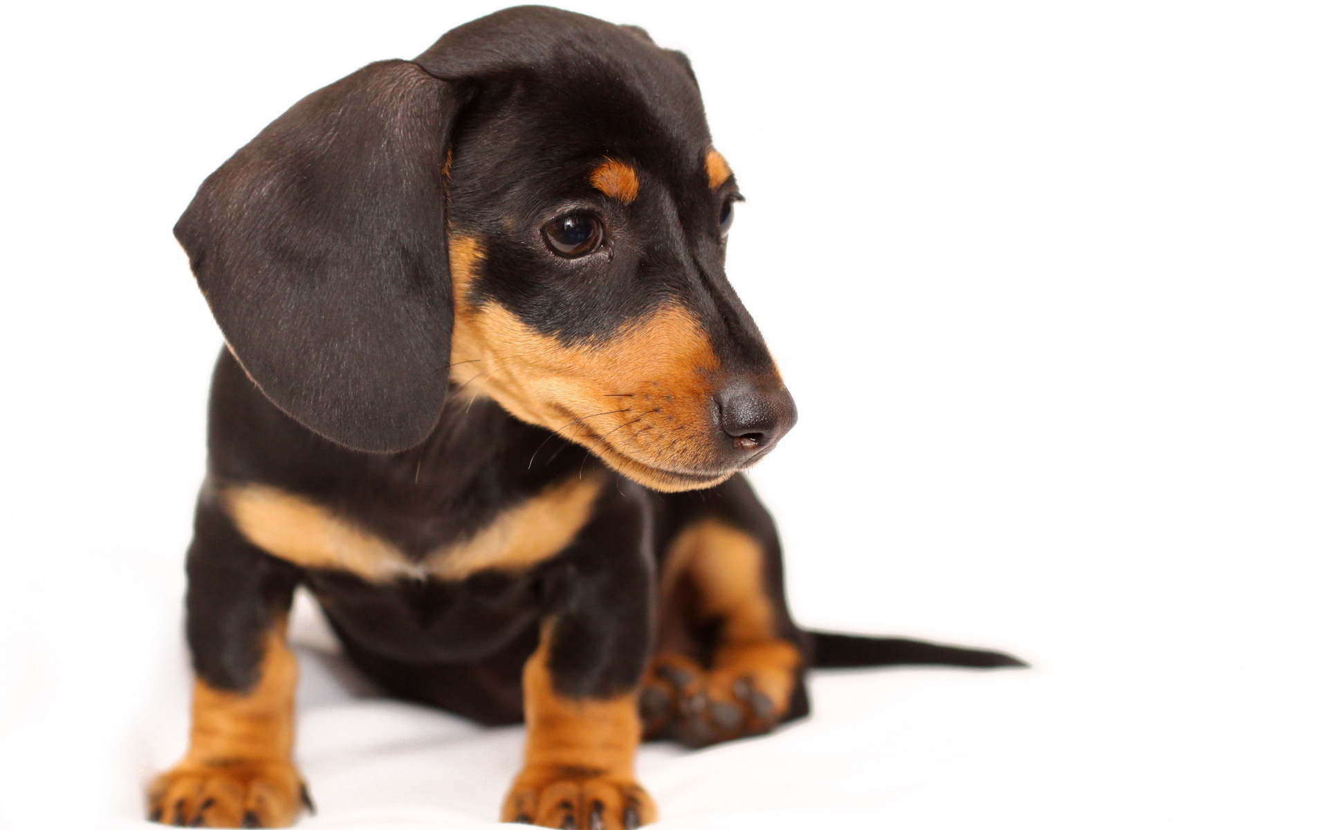 Dog Wallpaper Uk - HD Wallpaper 
