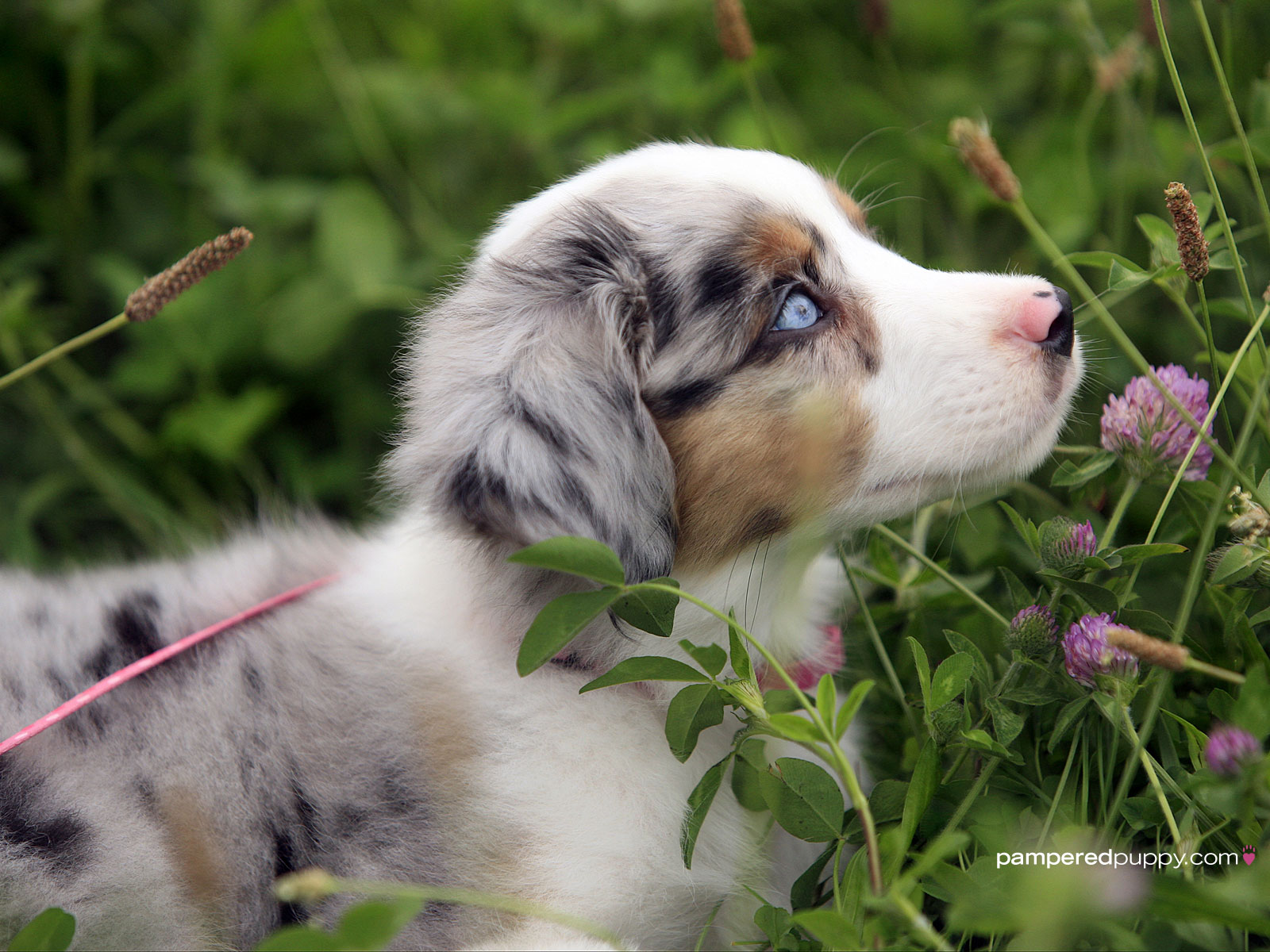 Australian Shepherd Cute Puppy - HD Wallpaper 