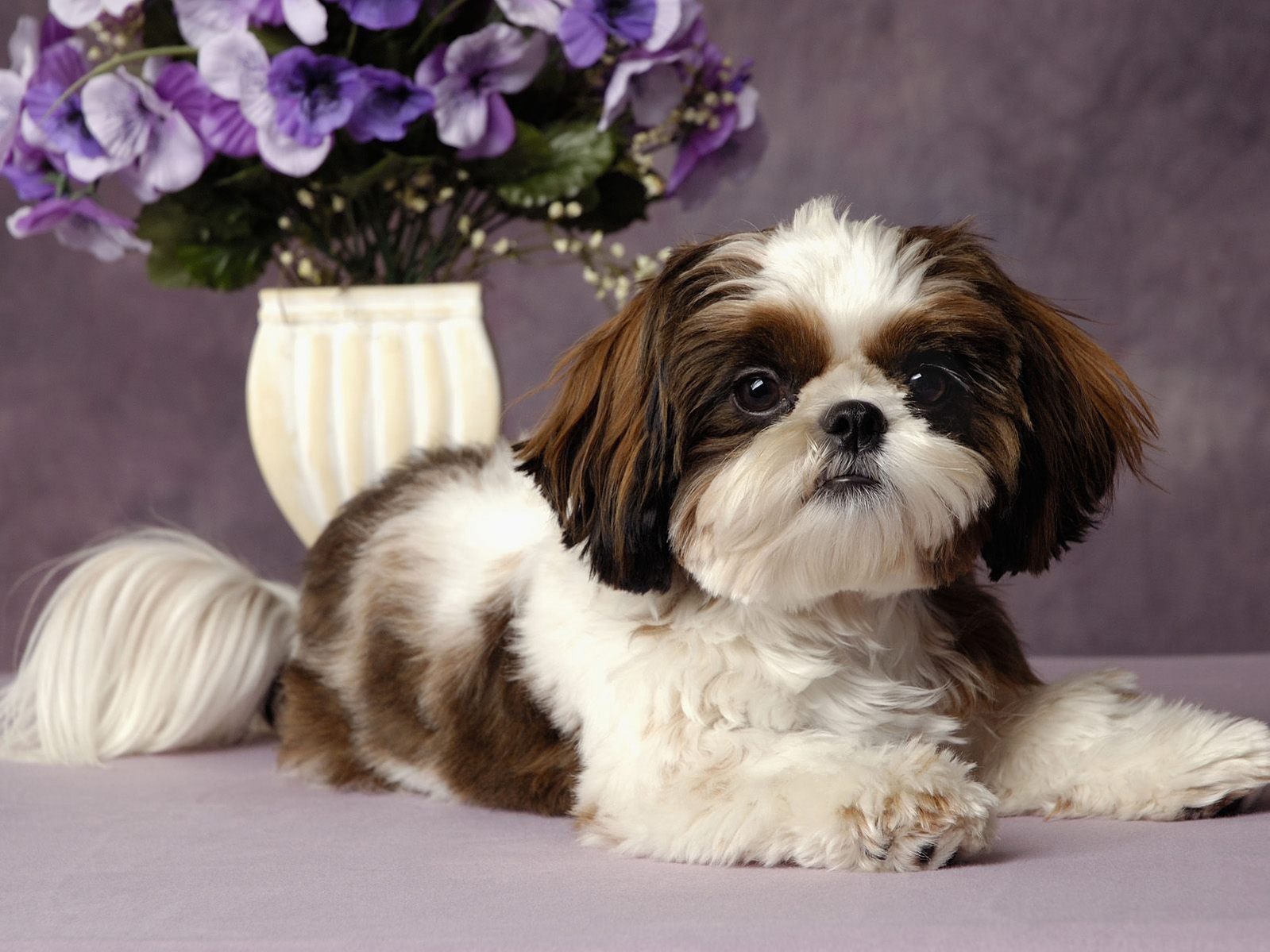Download Shih Tzu Puppies Wallpaper Hd Free All Pictures - Cute Dog Shih Tzu - HD Wallpaper 