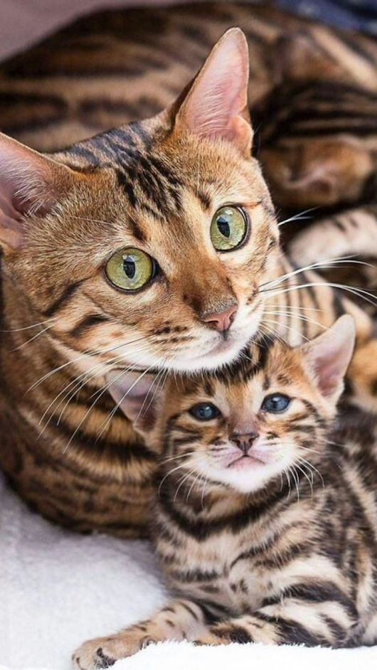 Womb Cat - HD Wallpaper 