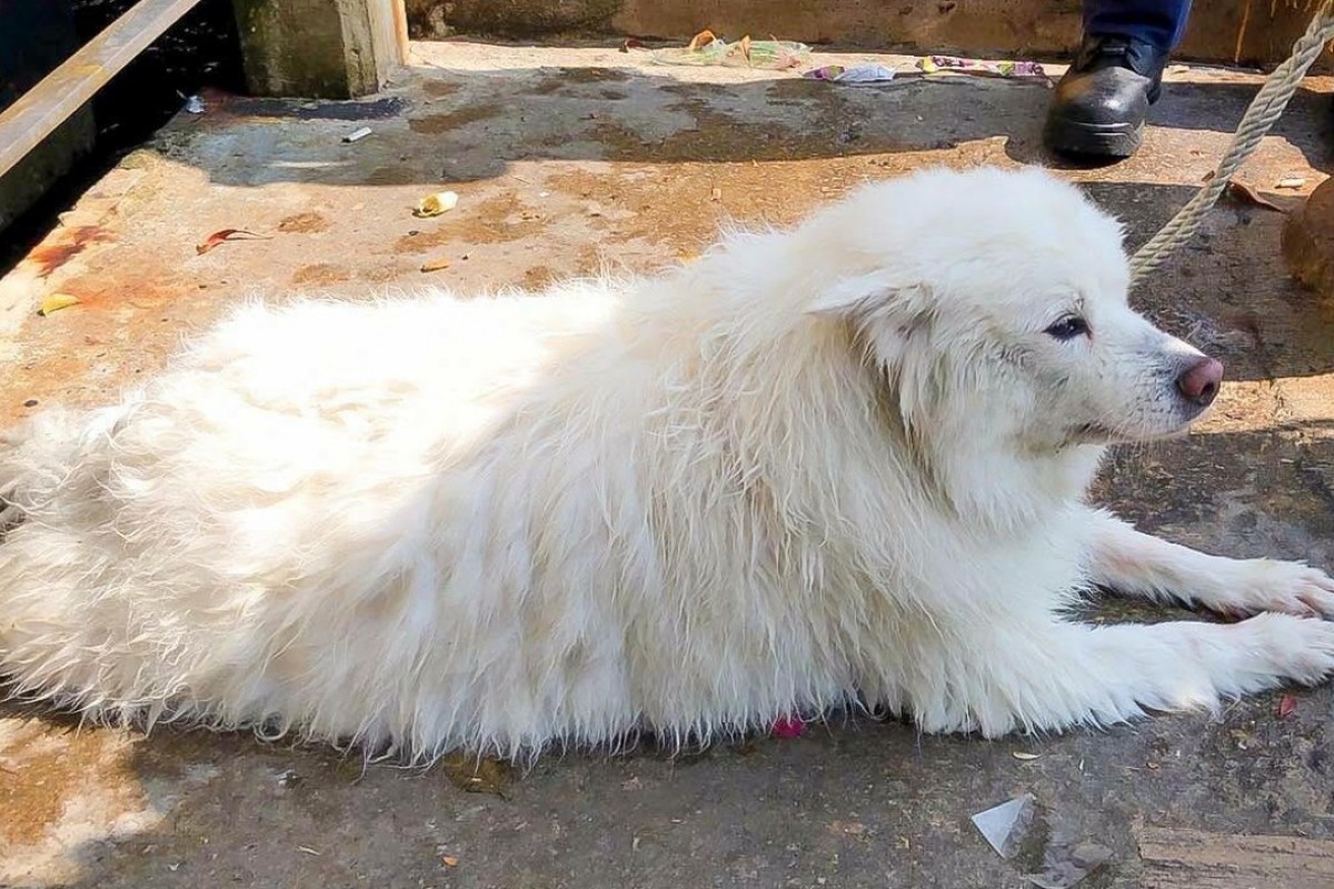 銀狐 犬 小 白 事件 - HD Wallpaper 