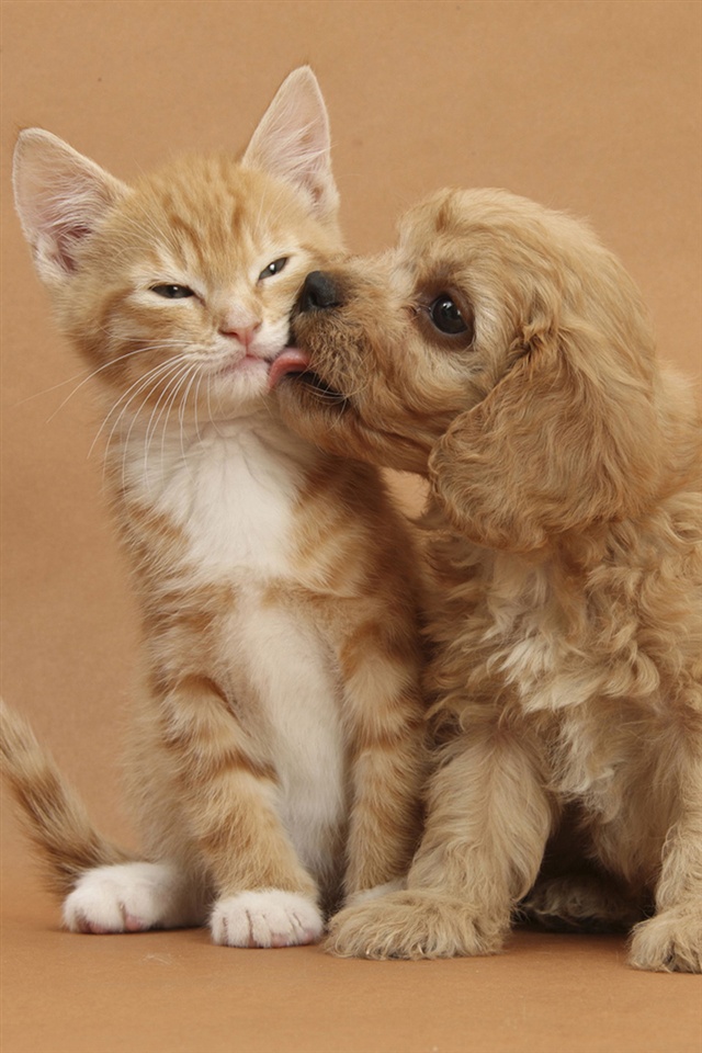 Gambar Hewan Tingkah Laku - HD Wallpaper 