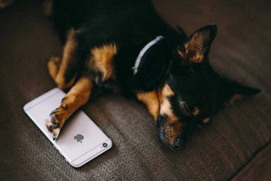 Puppy Sleeping With Iphone 6, Tech, Technology, Dog, - Sleeping With Iphone - HD Wallpaper 
