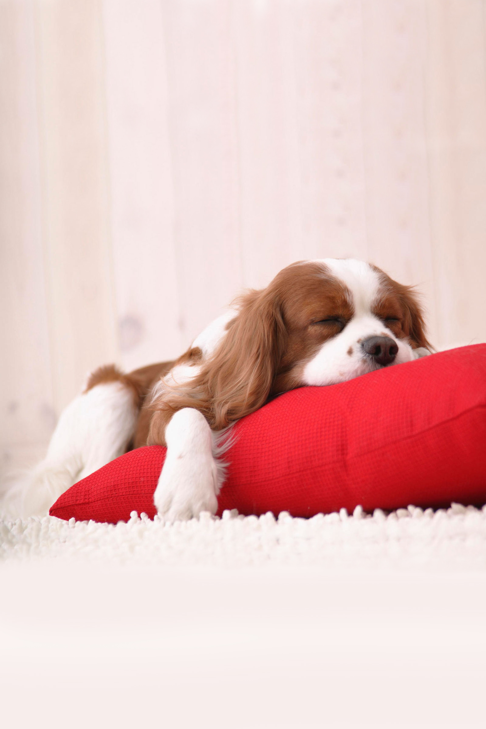 Cute Dog Sleeping Android Wallpaper - King Charles Cavalier Puppy Sleeping - HD Wallpaper 