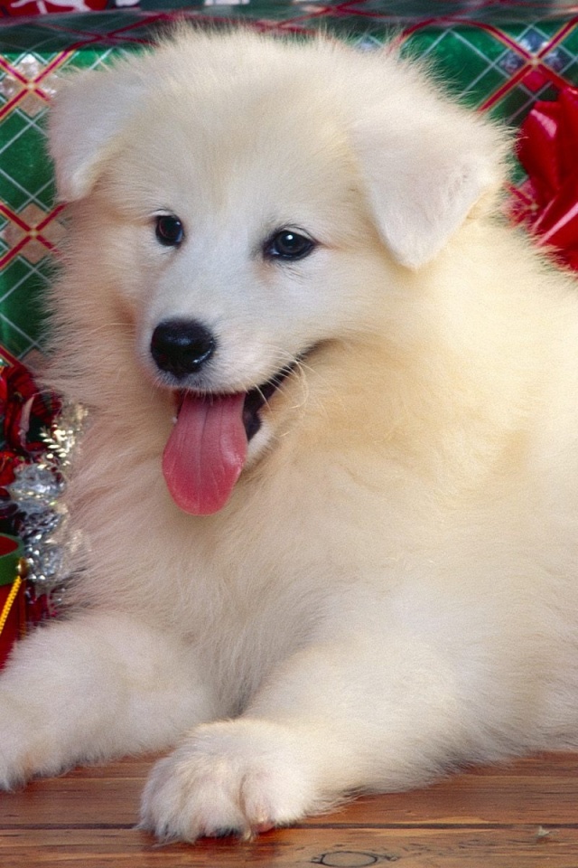 Christmas Puppy Wallpaper Iphone - HD Wallpaper 