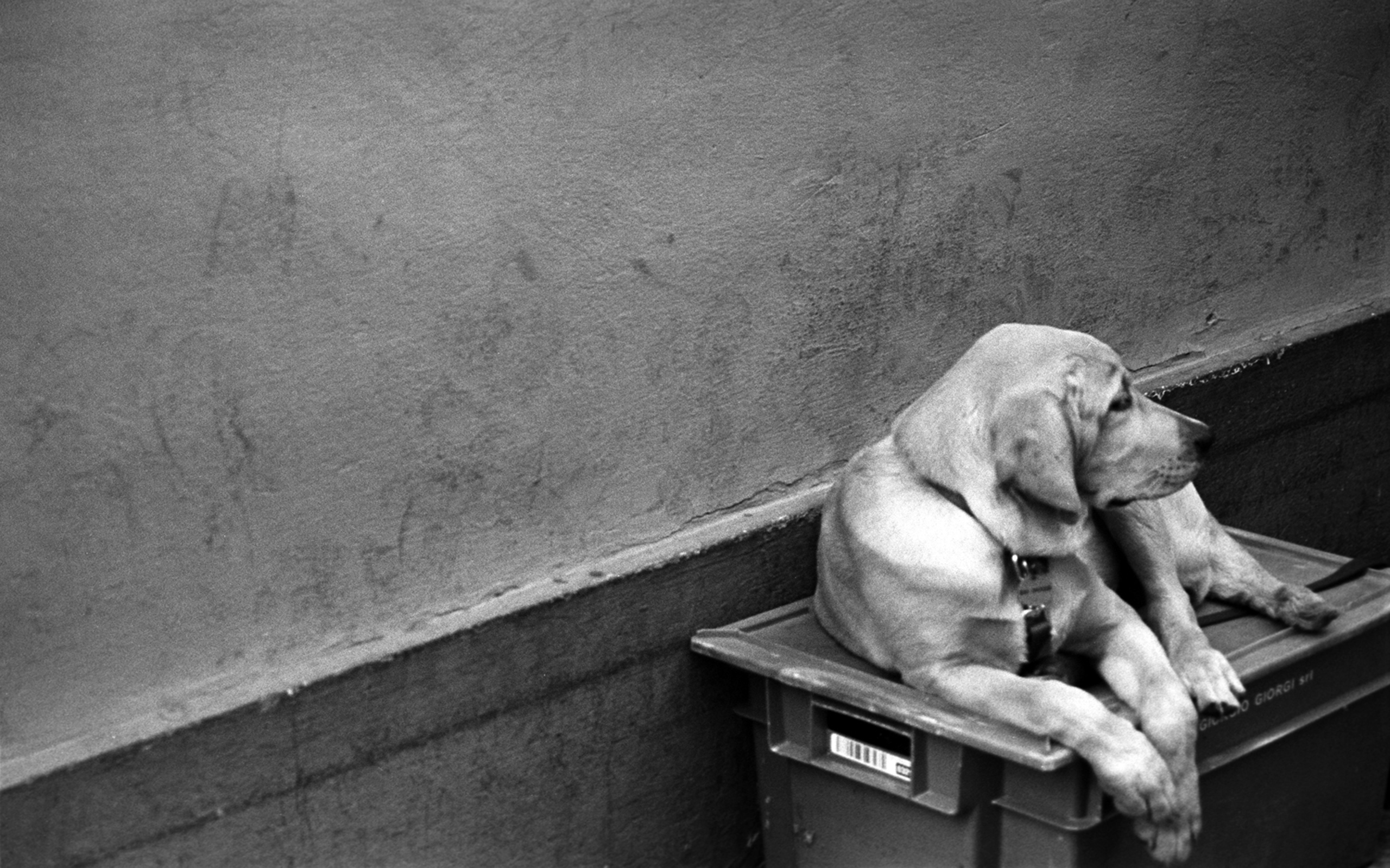 Vizsla - HD Wallpaper 