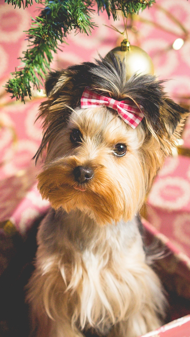 Cute Puppy Christmas Present Iphone Wallpaper - Cute Christmas Wallpaper For Iphone8 - HD Wallpaper 