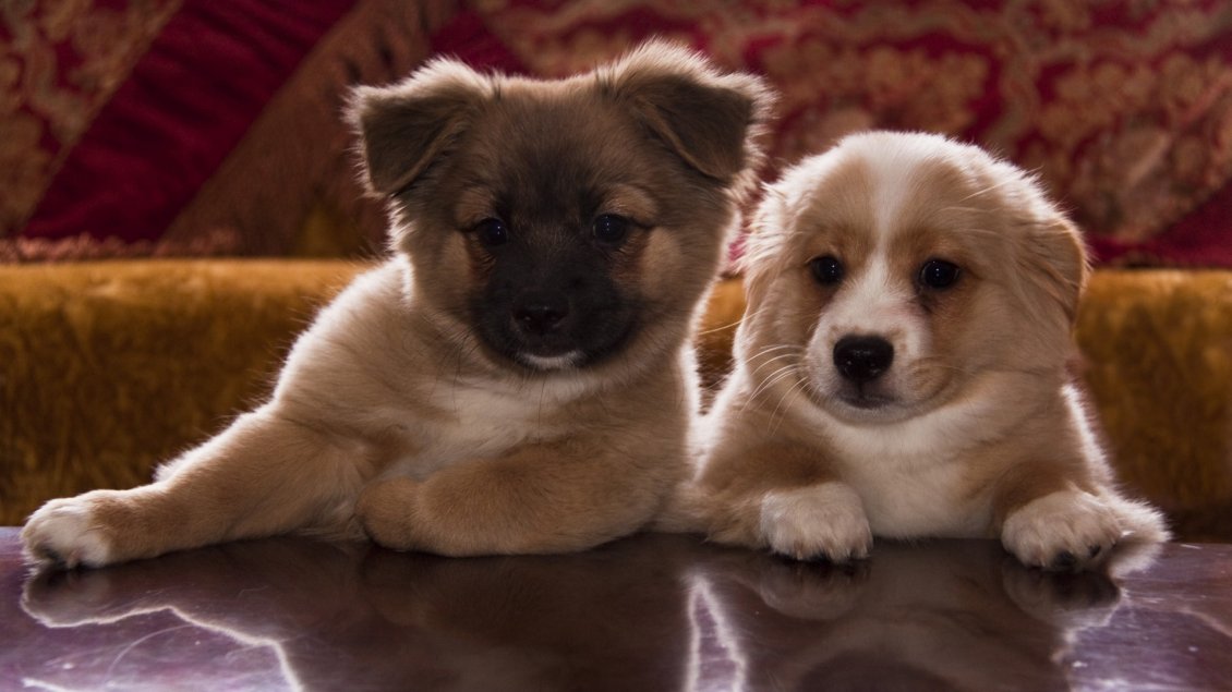 Download Wallpaper Two Cute Brown And White Puppies - Cute Puppy 2560 X 1440 - HD Wallpaper 