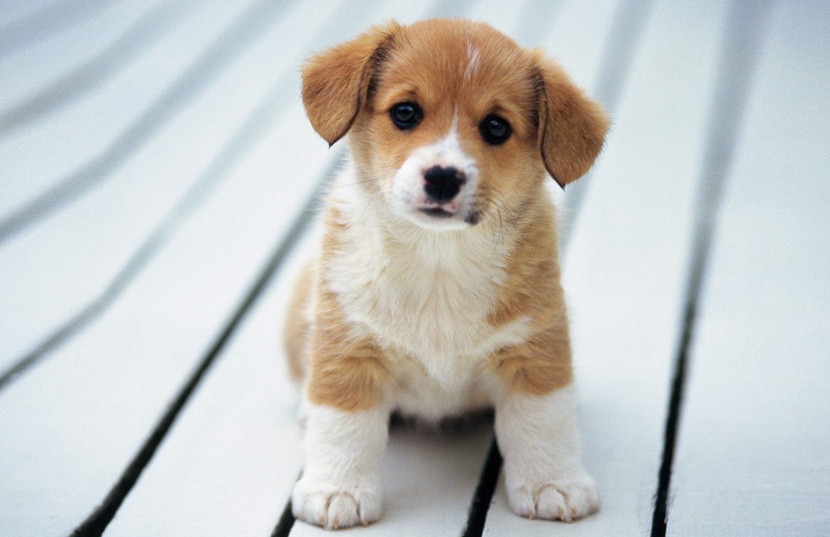 Image26 - Cute Puppy Wallpaper For Computer - HD Wallpaper 
