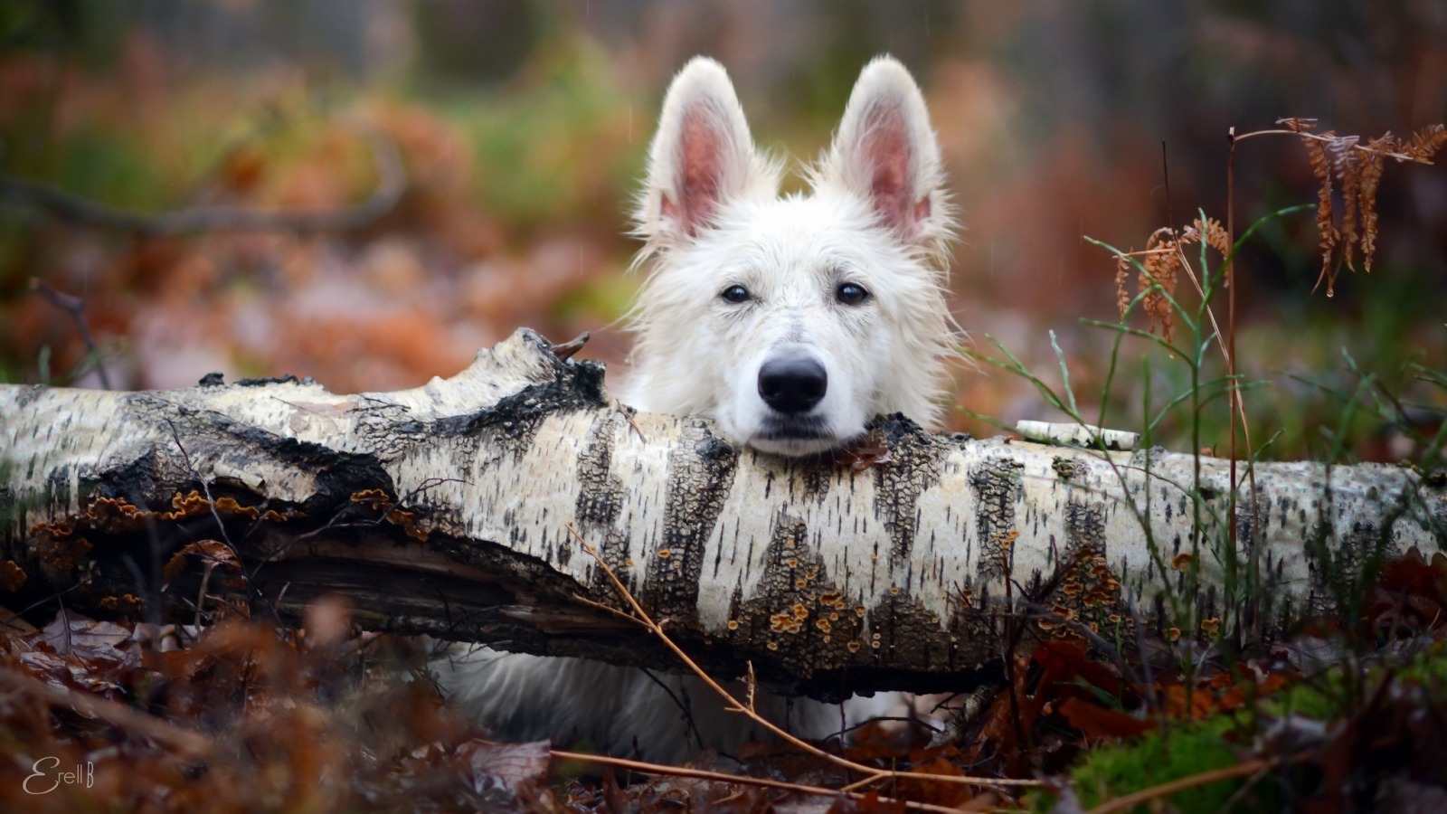 Dog - Owczarek Szwajcarski X Husky - HD Wallpaper 