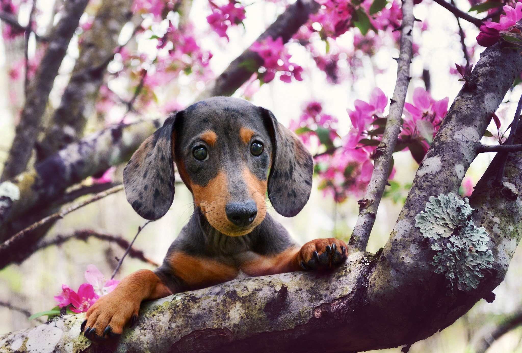 Spring Dog - HD Wallpaper 