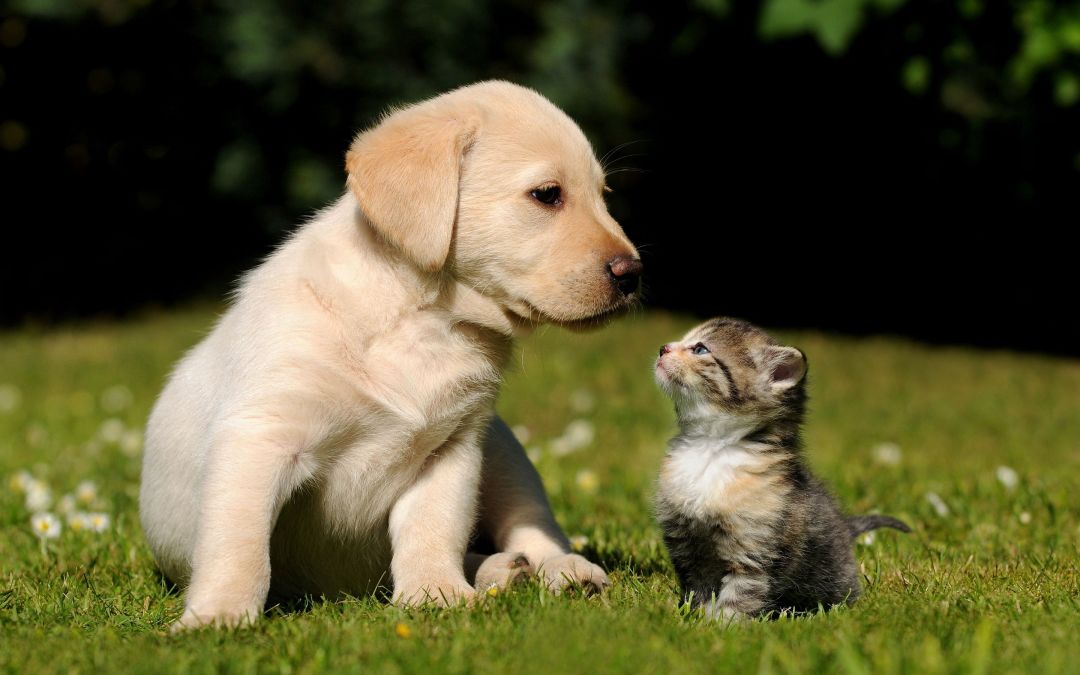 Android, Iphone, Desktop Hd Backgrounds / Wallpapers - Cats And Dogs Hd - HD Wallpaper 