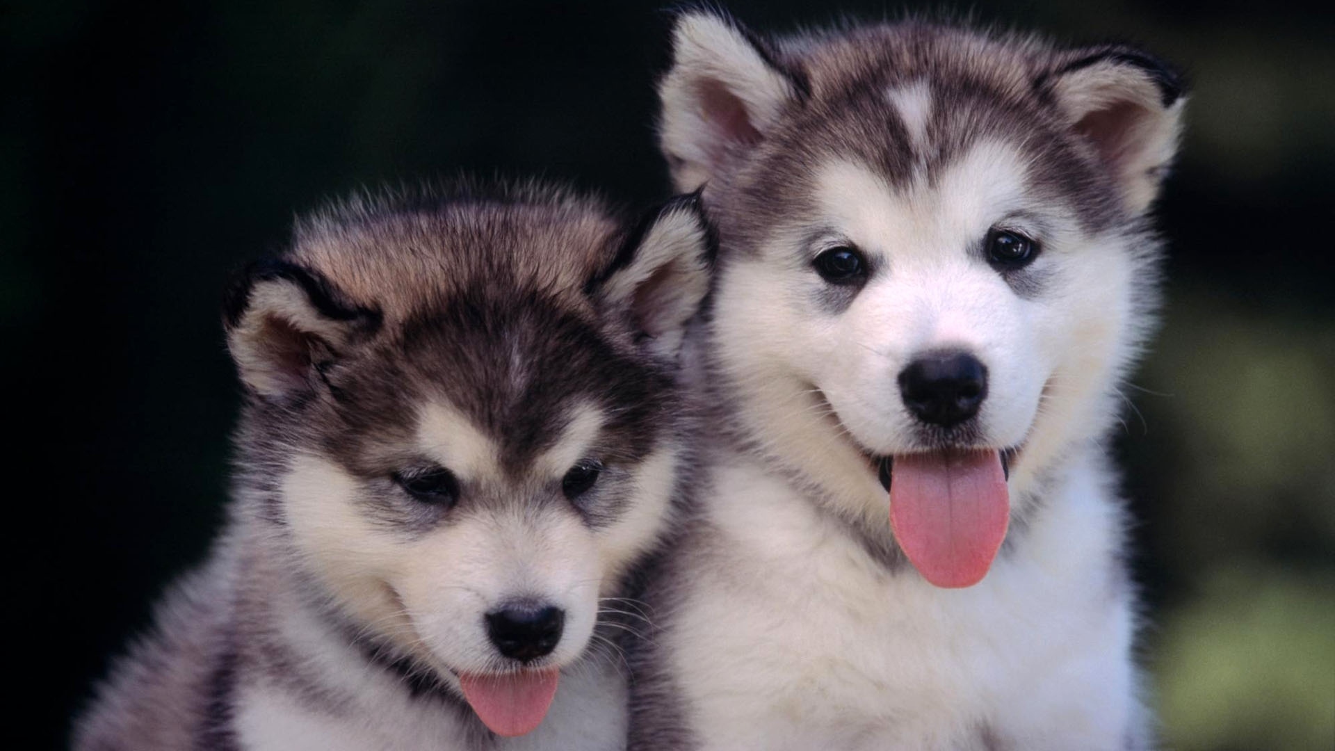 Husky Puppies Wallpapers Download - HD Wallpaper 
