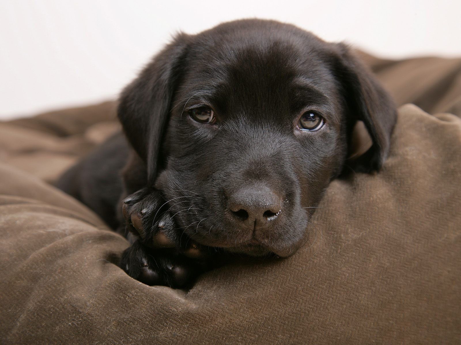 Labrador Puppy Wallpaper - Black Puppy Brown Eyes - HD Wallpaper 