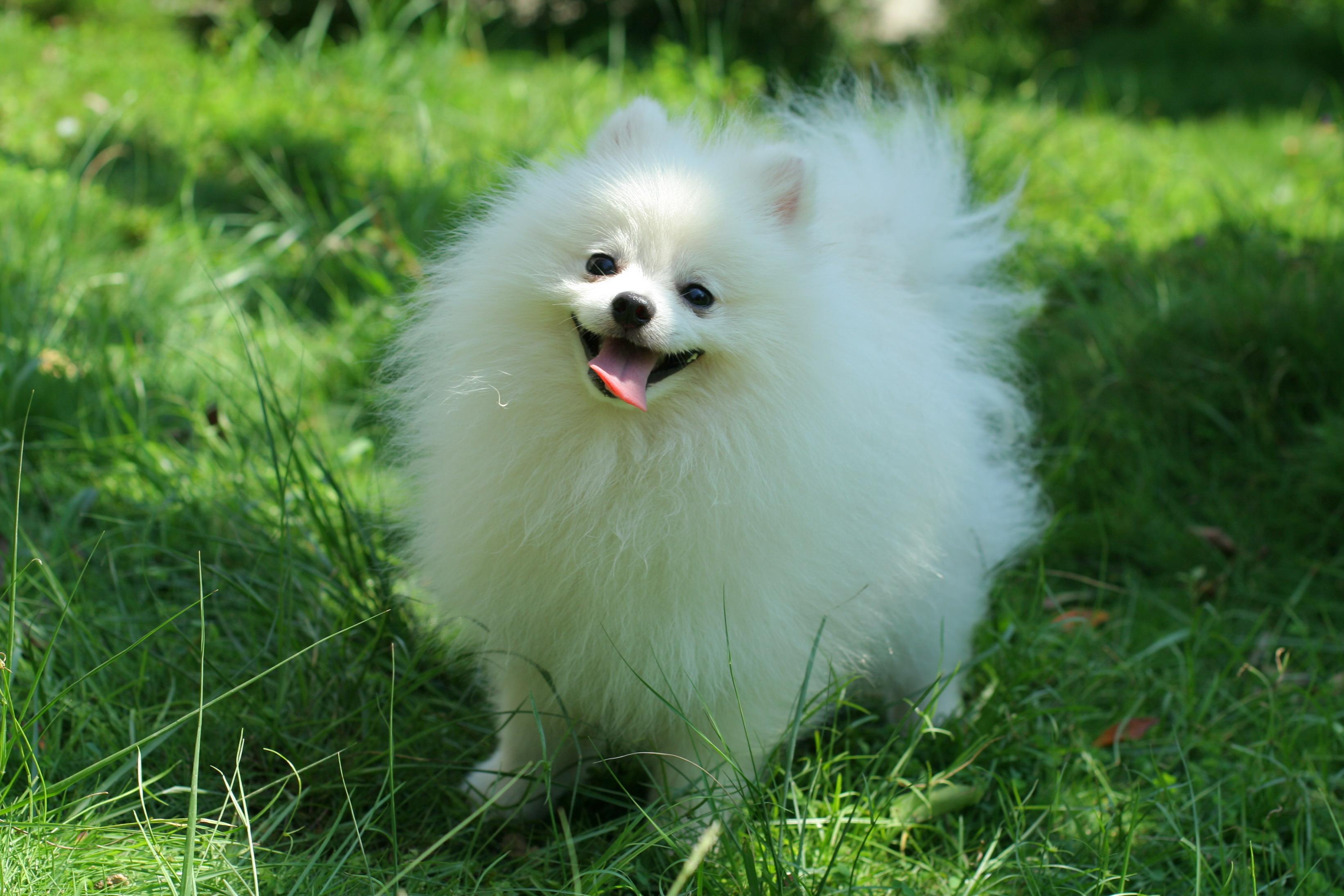 Pomeranian Puppy Wallpaper - Cute Pomeranian White Dog - HD Wallpaper 