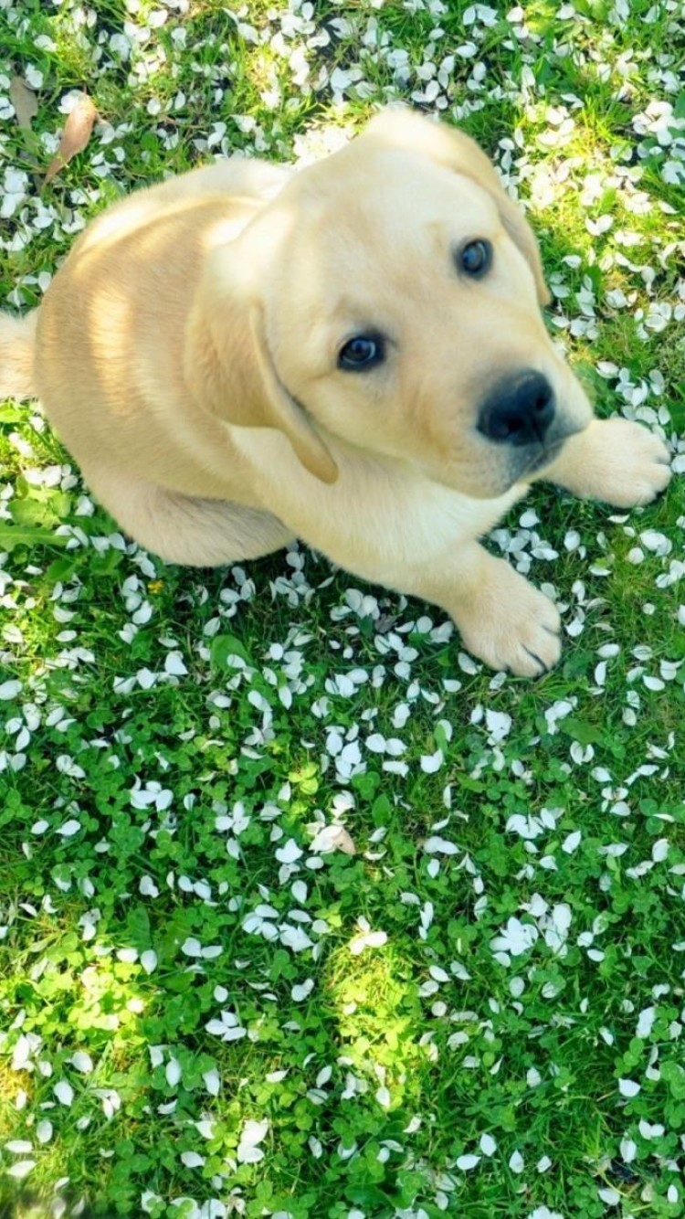 Dog On Grass Hd - HD Wallpaper 