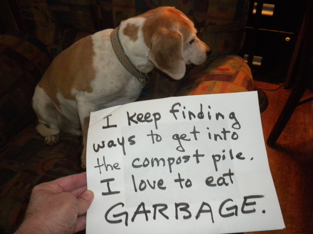 Harrier - HD Wallpaper 