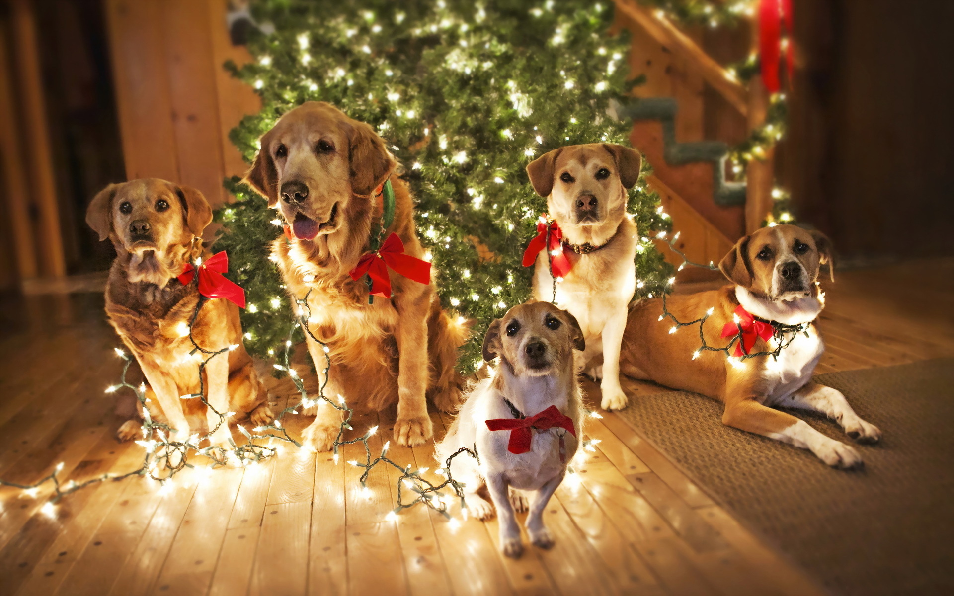 Animals Widewallpaper Merry-christmas - Christmas Desktop Wallpaper Dogs - HD Wallpaper 