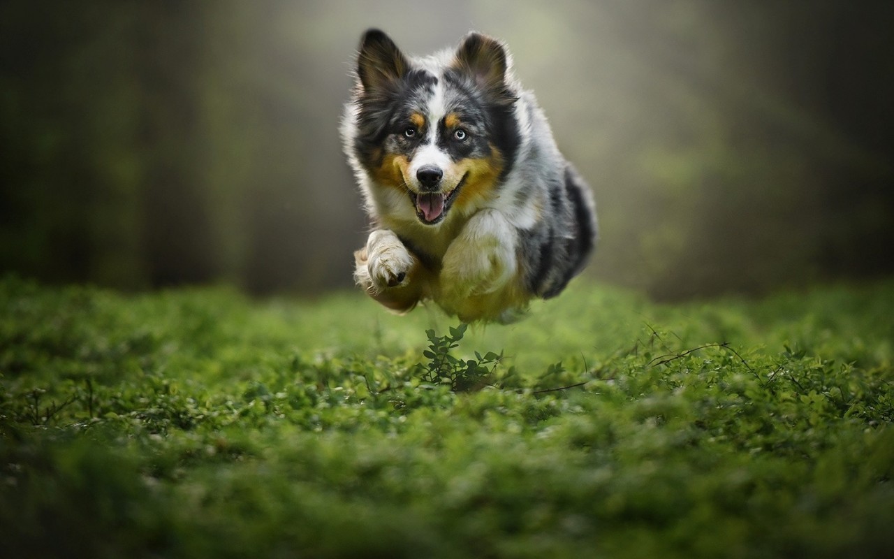 Dog, Jumping, Grass, Puppy - Pozadie Na Pc Zvieratá - HD Wallpaper 
