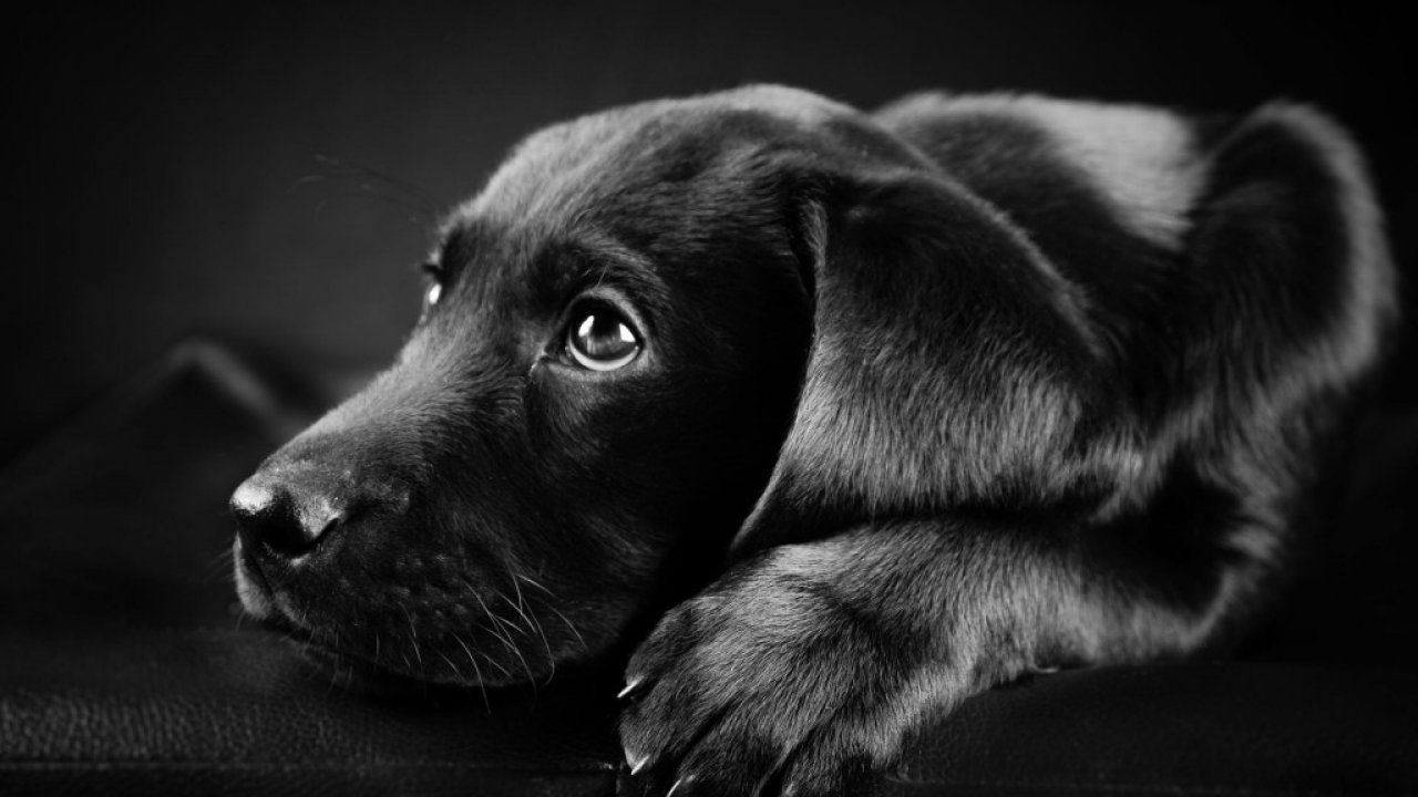 Labrador Puppy Wallpaper Hd - HD Wallpaper 