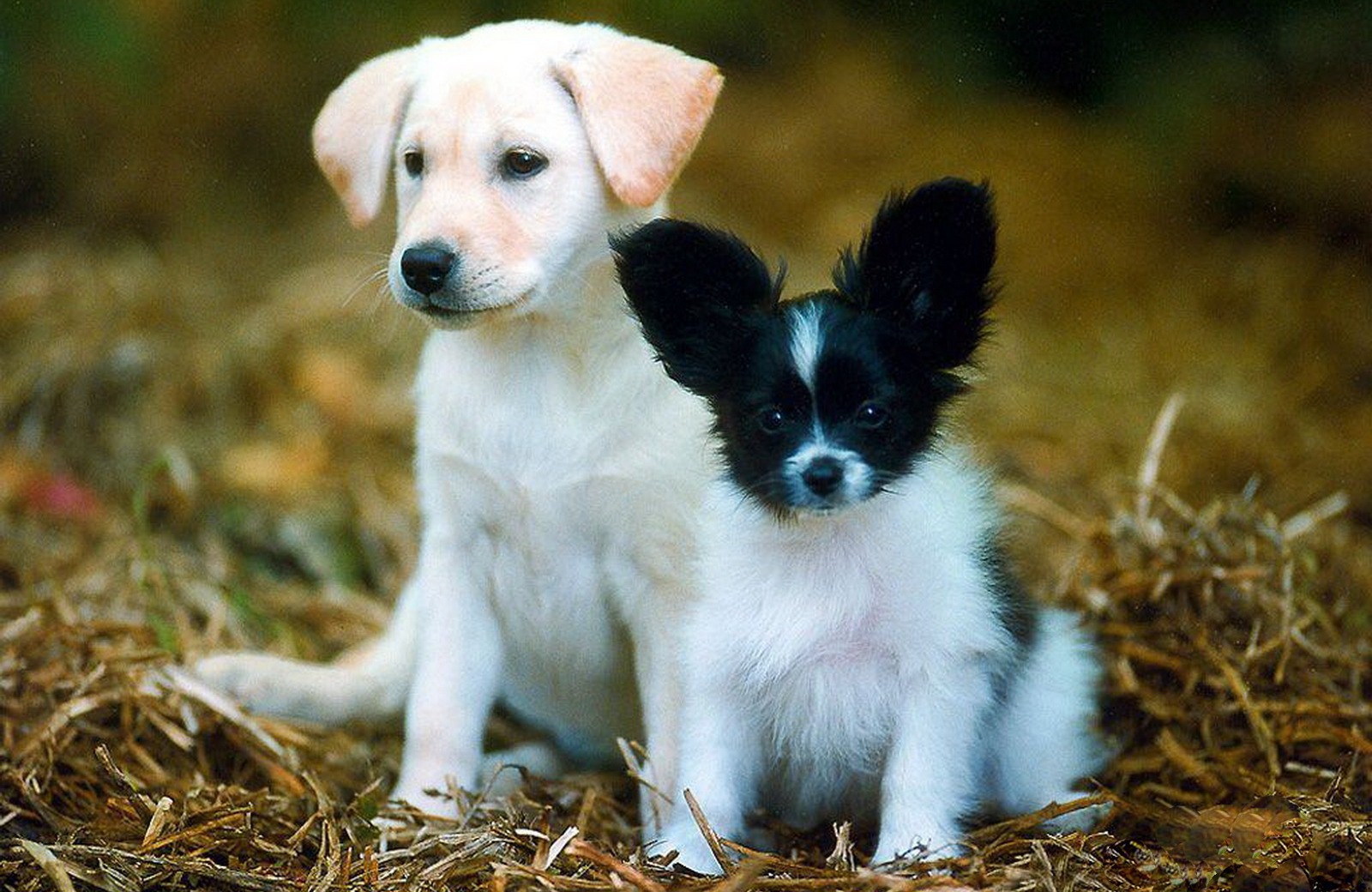 Lovely Dog Puppy Wallpaper - Guide Dogs - HD Wallpaper 