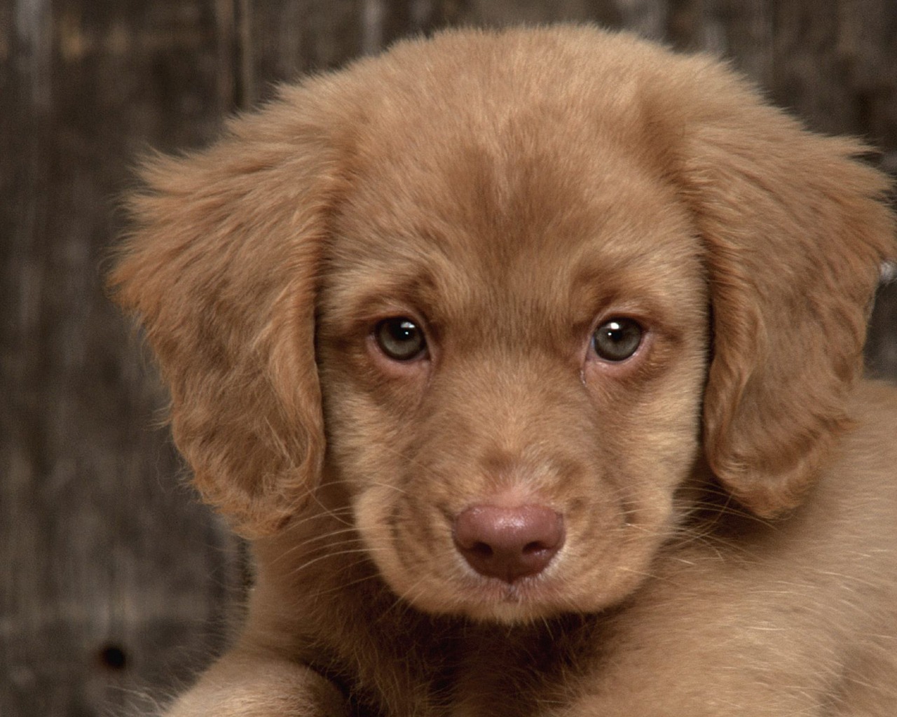 Chocolate Lab Golden Retriever Puppies - HD Wallpaper 