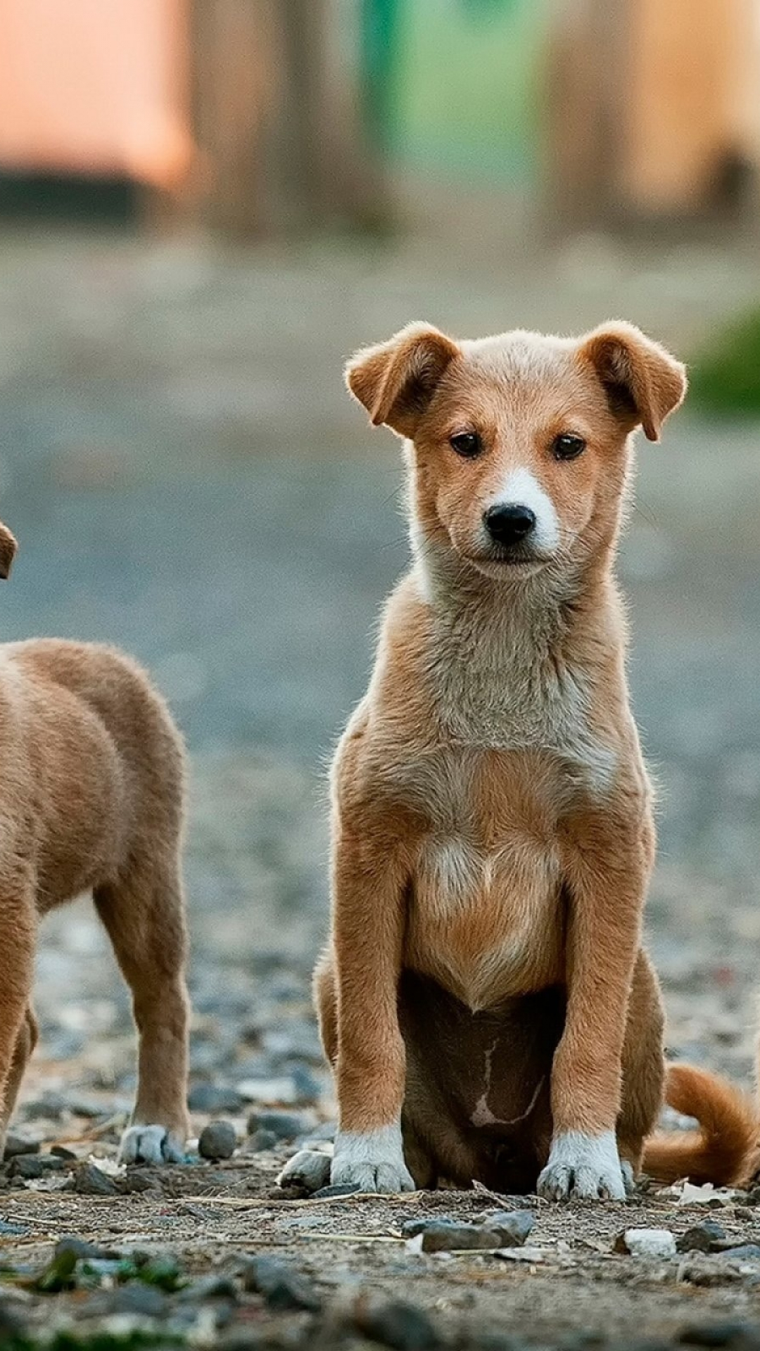 Dog, Puppy, Animal, Pet Iphone Wallpaper - Perros Mas Comunes En Argentina - HD Wallpaper 
