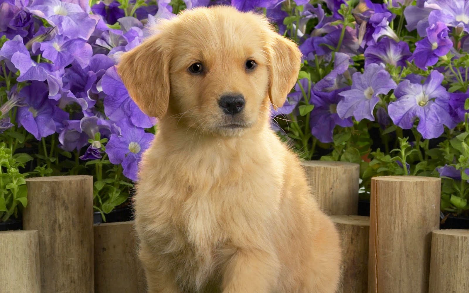 Cute Puppy Wallpaper Wallpapers For Free Download About - Labrador Puppy Long Hair - 1600x1000 Wallpaper Cute Puppy Wallpaper Wallpapers For Free Download About - Labrador Puppy Long Hair - 1600x1000 Wallpaper