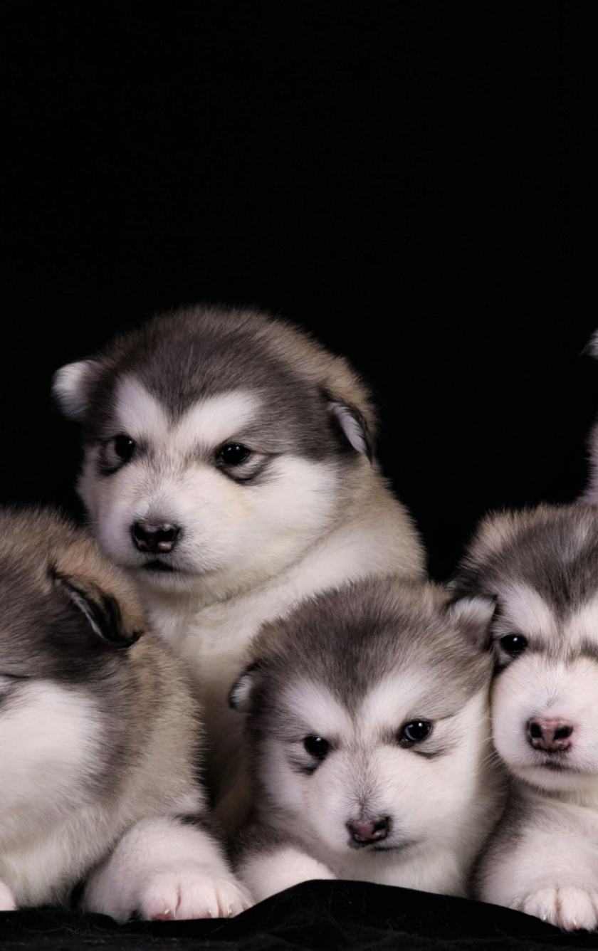 Adorable Dogs, Animal, Puppies, Wallpaper - Cute Puppy Alaskan Malamute - HD Wallpaper 