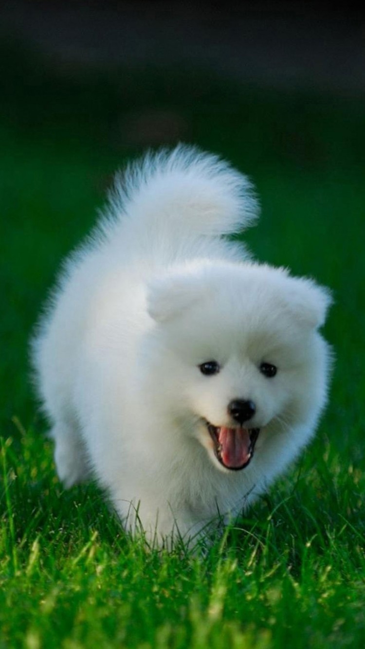 Cute Dog Wallpaper Hd - 750x1334 Wallpaper Cute Dog Wallpaper Hd - 750x1334 Wallpaper