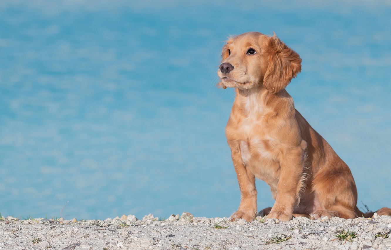Photo Wallpaper Look, Shore, Dog, Puppy, Sitting, Pond, - Golden Retriever - HD Wallpaper 