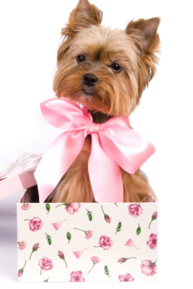 Puppy Gift Ideas Iphone Wallpaper - Dog - HD Wallpaper 